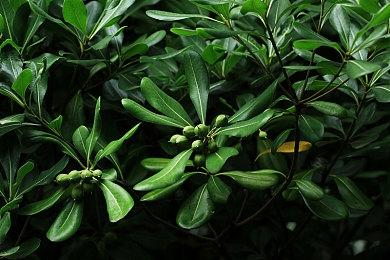 育碧新操作：给自家员工发放NFT作为奖励